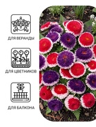 Семена цветов Астра «Махровые мячи» смесь сортов, однолетник, 0.1 г, «Аэлита» - Фото 3