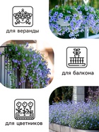 Семена цветов Лобелия "Сапфир" ампельная, О, 0,05 г - Фото 3