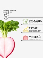 Семена Редис «16 дней», 2 г, «Агрофирма АЭЛИТА» - Фото 2