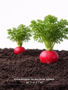 Семена Редис «16 дней», 2 г, «Агрофирма АЭЛИТА» - Фото 4