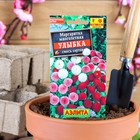 Семена цветов Маргаритка "Улыбка", 0,05 г - Фото 1