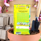 Семена цветов Маргаритка "Улыбка", 0,05 г - Фото 2