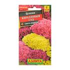 Семена цветов Целозия гребенчатая "Коралловый сад", смесь окрасок, О, 0,2 г - Фото 4