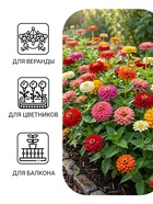Семена цветов Цинния изящная «Дюймовочка», смесь сортов, 0.3 г - Фото 3