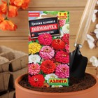 Семена цветов Цинния "Дюймовочка", смесь окрасок, О, 0,3 г - Фото 7