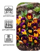 Семена цветов Виола «Шотландия», 0.1 г, «АЭЛИТА» - Фото 3