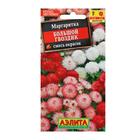 Семена цветов Маргаритка "Большой гвоздик", 0,05 г - Фото 3