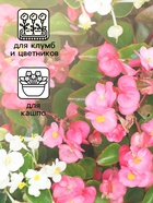 Семена цветов Бегония вечноцветущая "Сенатор F1", смесь, О, 10 шт - Фото 3