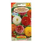Семена  цветов Георгина "Шаровидная", смесь окрасок, О, 0,2 г - фото 9336934