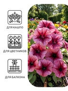 Семена цветов Петуния «Варвара Краса F1» многоцветковая, однолетник, 7 шт. - Фото 3