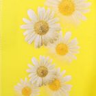 Полукомбинезон для девочки "Ромашка", рост 80 см (48), цвет жёлтый 5362 - Фото 3