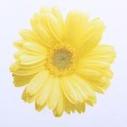 Туника для девочки "Ромашка", рост 74 см (44), цвет жёлтый/белый 7062 - Фото 3