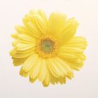 Комбинезон для девочки "Ромашка", рост 62 см (40), цвет жёлтый/белый 6162 - Фото 3