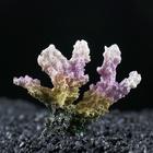 Декоративный коралл "Синулярия", 7 х 4 х 7 см - фото 297779907