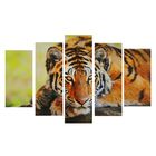 Картина модульная на подрамнике "Таинственность тигра" 2-25*52,2-25*66,1-25*8, 80*140 см - фото 9833293