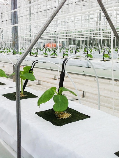 Субстрат минераловатный «Эковер», в мате, для рассады, 100 × 20 × 7.5 см