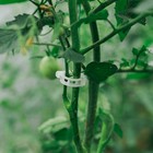 Клипса садовая, d = 15 мм, набор 50 шт., Greengo - Фото 5