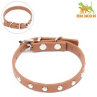 Ошейник «Пижон», 30.5×1 см, клёпаный, искусственная кожа, цвет МИКС - Фото 2