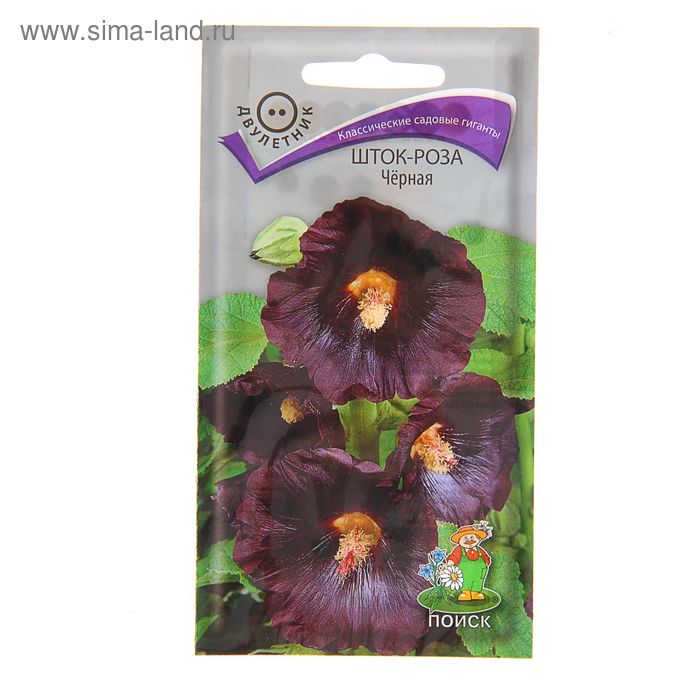 Мальва. Особенности размножения и развития мальвы или штокрозы. - YouTube