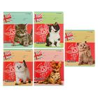 Тетрадь 12 листов клетка "Котята и узоры", обложка мелованный цветной картон, 5 видов МИКС - Фото 1