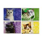 Альбом для рисования А4, 40 листов на скрепке "Cats", обложка картон, блок офсет 100г/м2, МИКС - Фото 1
