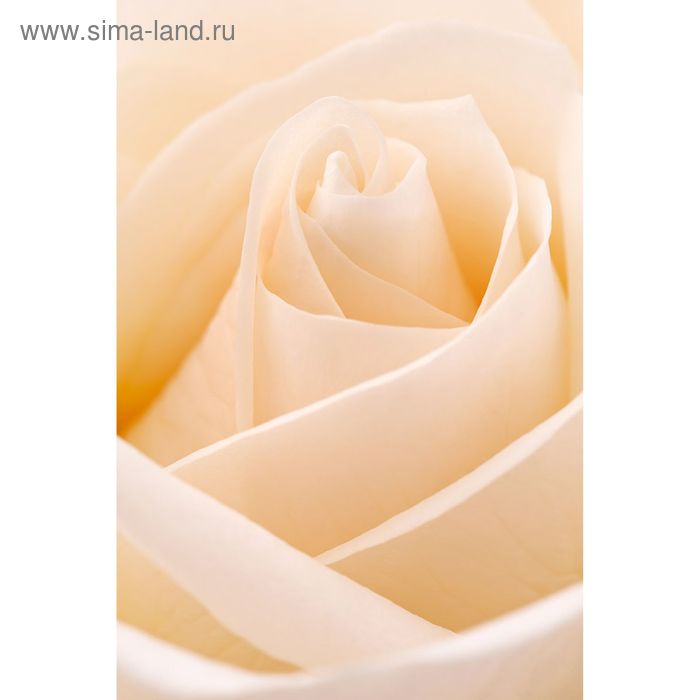 Фотообои "Белая роза", 1,8 х 2,7 м - Фото 1