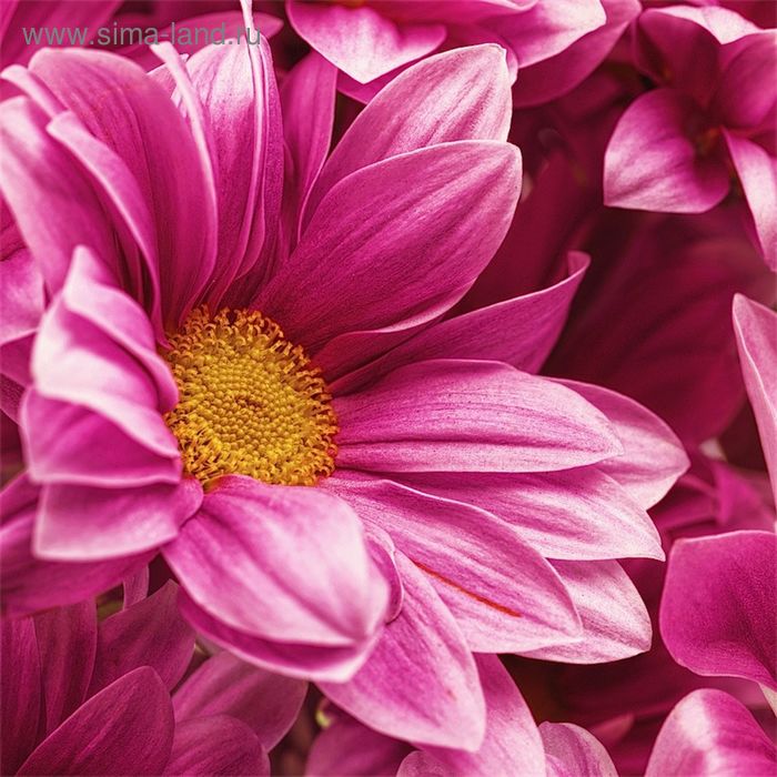 Фотообои "Цветы хризантемы", 2,7х2,7 м - Фото 1