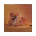 Домик для животных "Померанский шпиц", 33 х 33 х 40 см - Фото 8