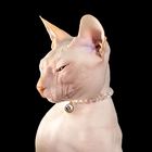 Ожерелье для животных "Блеск", обхват шеи 16 см - Фото 1