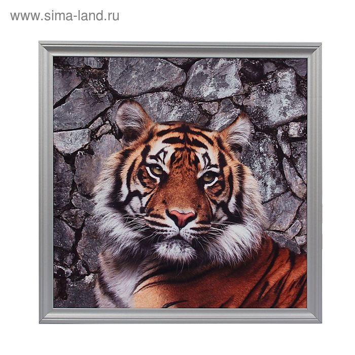 Картина в раме "Тигр" 76*76см - Фото 1