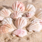 Набор ракушек, 4 - 5 см, 100 г - Фото 4