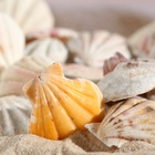 Набор ракушек, 4 - 5 см, 100 г - Фото 6