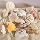 Набор ракушек, 4 - 5 см, 100 г - Фото 8