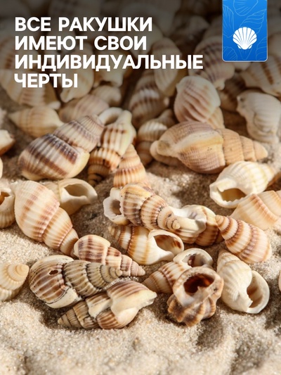Набор ракушек 100 г