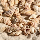 Набор ракушек 100 г - Фото 4