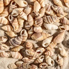 Набор ракушек 100 г - Фото 5