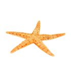 Набор из 3 морских звезд, размер каждой 6-10 см - Фото 2