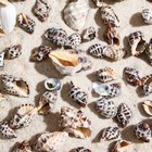 Набор ракушек, 3 - 4,5 см, 100 г - Фото 1