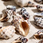 Набор ракушек, 3 - 4,5 см, 100 г - Фото 4