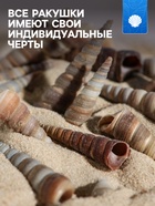 Набор ракушек, 3 - 5 см, 100 г - Фото 2