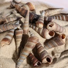 Набор ракушек, 3 - 5 см, 100 г - Фото 4