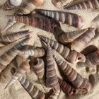 Набор ракушек, 3 - 5 см, 100 г - Фото 5