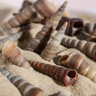 Набор ракушек 3-5,5 см, 100 г - фото 809294353