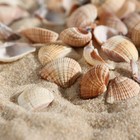 Набор ракушек, 1 - 2,5 см, 100 г - Фото 1