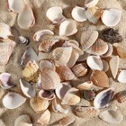 Набор ракушек, 1 - 2,5 см, 100 г - Фото 2