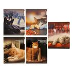 Тетрадь 96 листов клетка "Приколы. Кошки NEW", картонная обложка, УФ-лак, 5 видов МИКС - Фото 1