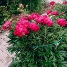 Кустодержатель, d=40 см, h=60 см, ножка d=1 см, металл, набор 2 шт., зелёный - Фото 5