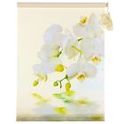 Штора-ролет 60х160 см "Орхидея", цвет бежевый - Фото 1