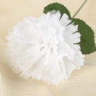 Цветы искусственные «Гвоздика», h=25 см, белые (комплект 20 шт) - фото 60766210