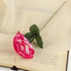 Цветы искусственные «Гвоздика», h=25 см, розовые - Фото 1